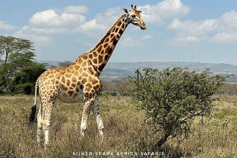 11-tägige Gnuwanderung Serengeti, Mara, Ngorongoro-Krater.
