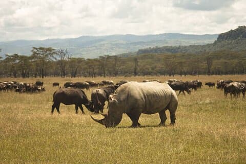 6-dagers gruppe som blir med i Safari- Nairobi, Nakuru, Naivasha og Amboseli