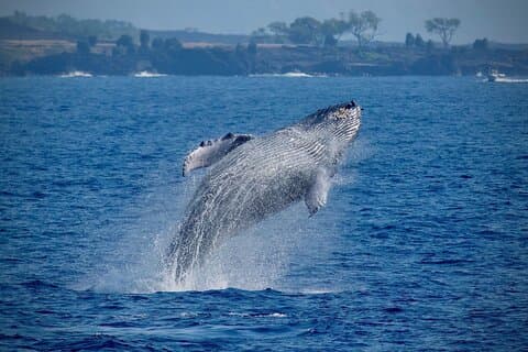 2.5-Hour Whale Watching On A 41' Super-Raft