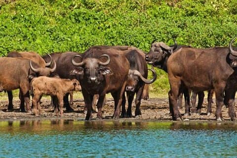 Arusha-Nationalpark (Tagesausflug)