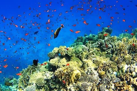 Sharm El Sheikh–White Island & Ras Mohammed Snorkeling Adventure