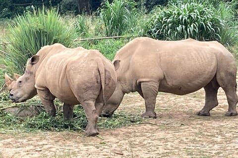 Tour a piedi di Kampala allo zoo di Entebbe