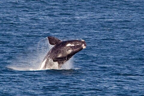 Hermanus Whale Wonders Tour Privado: Uma Majestosa Aventura Marinha