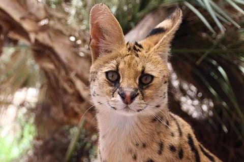 Afrikaanse kattenervaring in Werribee Open Range Zoo - excl. binnenkomst