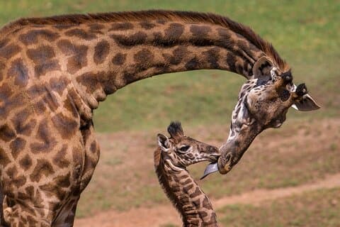 Visita guiada ao Giraffe Center e Beads Center