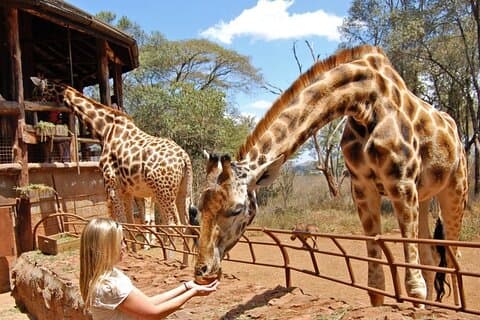 Giraffe Centre and Bomas Cultural Dance Day Tour from Nairobi