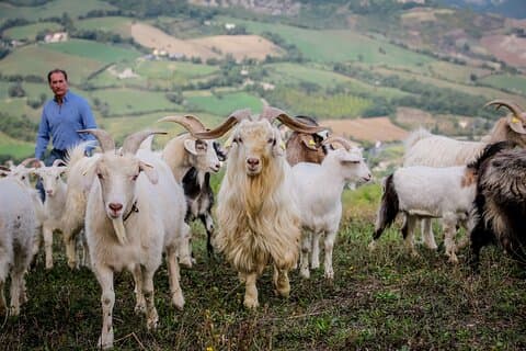 San Leo Cashmere: boerderijervaring