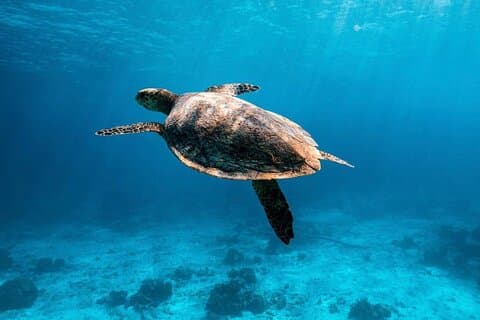 2x Snorkelen Phi Phi, Maiton, Maya Bay, Khai-eilandentour