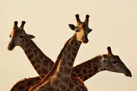 Giraffe Center Karen Blixen och Museum of Illusion Guidad tur