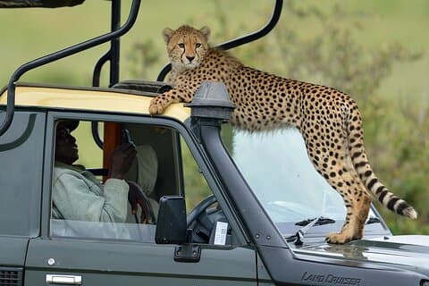 8 giorni Best of Kenya Wildlife Private Safari