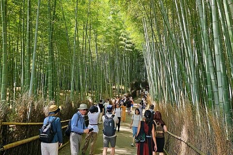 Kyoto's Arashiyama Bamboo Grove: 3-Hour Guided Tour