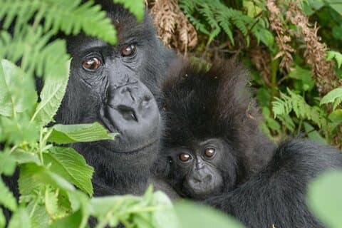 1 dag Gorilla Trekking oplevelse i Volcanoes National Park