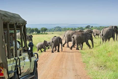 5 Días De Safaris En Masai Mara Y Los Lagos Del Valle Del Rift