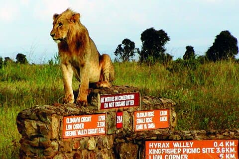 Nairobi Nationalpark und Giraffenzentrum Safari Tour