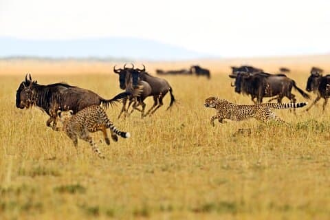 Private Safari im Tarangire-Nationalpark