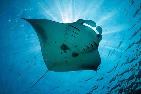 Three Islands Snorkeling Swim With Manta Rays from Lembongan