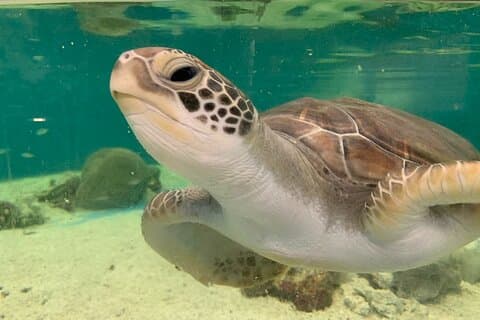 Allgemeiner Eintritt zum Cairns Aquarium und Tour durch das Turtle Hospital