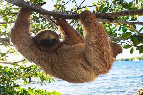 Roatan Sloths + Island Tour