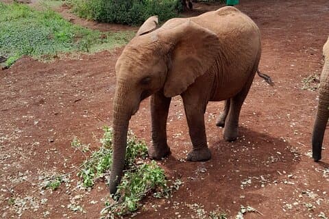 Giraffe Centre en Elephant Orphanage begeleide tour in Nairobi.