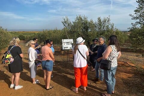 Olive Oil Factory från Sevilla privat rundtur