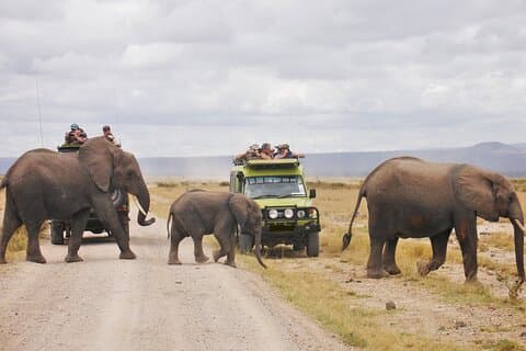 3 Days Maasai Mara Budget Safari on 4WD From Nairobi
