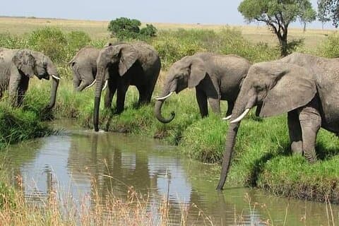 Safari privado de 3 días en Ol Pejeta con un viaje agrícola