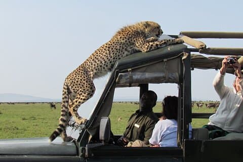 5 Dias Masai Mara e Lake Nakuru Lodge Safari