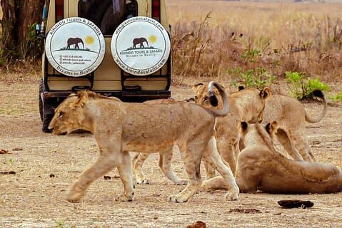 4 Days 3 Nights Safari to Mikumi National Park