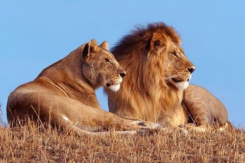 Privat 1-dags Akagera Big Five Safari med afhentning og frokost.