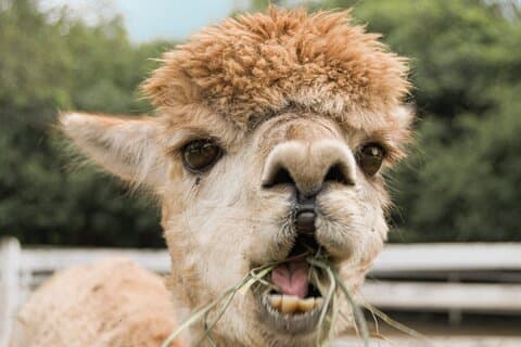 Tour privado al mundo de las alpacas y la isla Nami