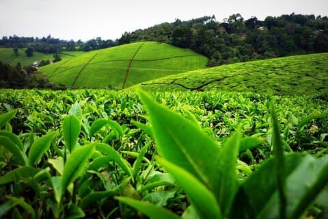 Von Nairobi zur Teefarm Kiambethu