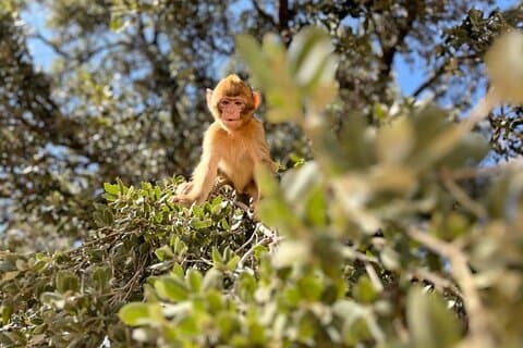 Viagem Privada de Fes ao Atlas Médio