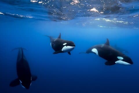 Open Ocean Safari und Walbeobachtung