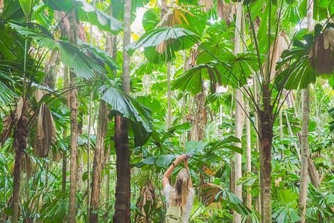 Cape Tribulation og Daintree Wilderness Day Tour i Cairns