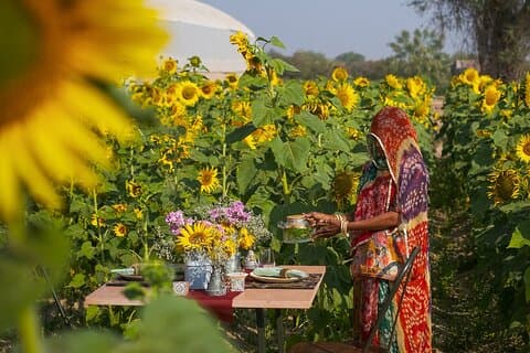 Experiência da fazenda à mesa em Jodhpur