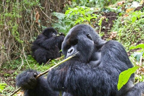 3 dagers Uganda gorilla eventyr