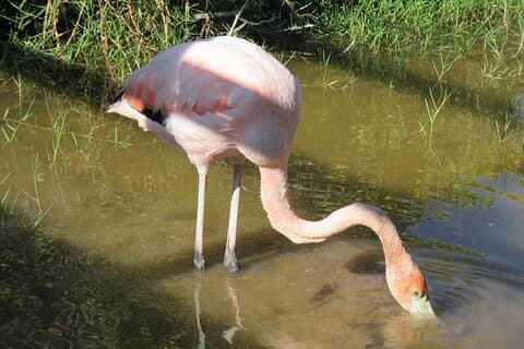 Isabela ganztägig ab Santa Cruz mit Tintoreras und Flamingos
