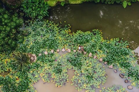 Furnas & Terra Nostra Gardens Biologist-guided e-Tour +lunch