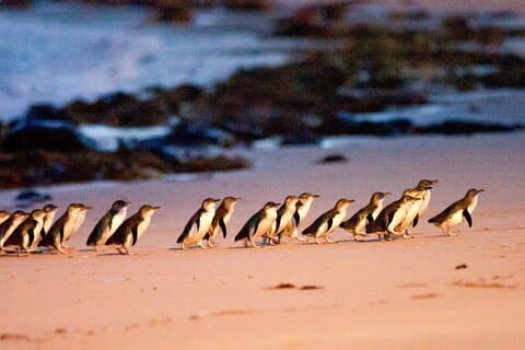 Melbourne Phillip Island 1 Day Tour