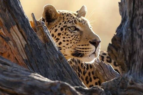 Big Five Safari di lusso in Tanzania