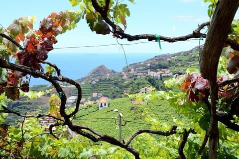 Visita a viñedos locales con cata de vinos y almuerzo incluidos.
