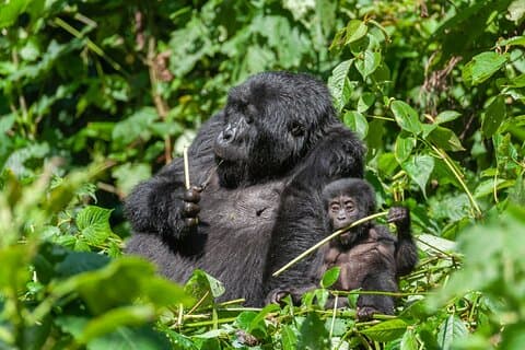 1 Day Private Gorilla Trekking in Kigali Rwanda