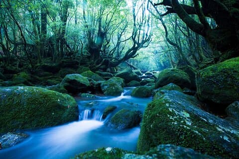 Yakushima Private Island Sights Tour with English Speaking Guide