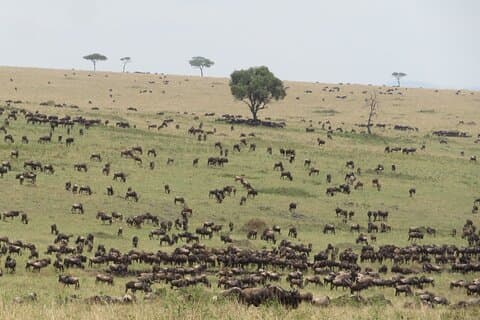 7 Day Migration Tanzania Private Guided Safari from Arusha