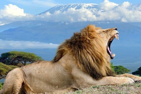 2 dagar 1 natt Safari Amboseli nationalpark