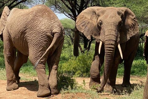 5-tägige Budget-Safari zur Migration im Norden.