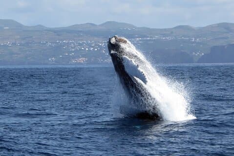 Terceira Island: Observação de baleias e golfinhos | Best Wildlife Tour