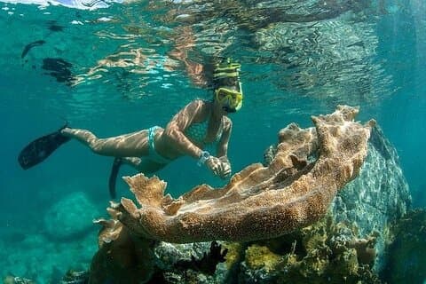 Turtles and Tacos Snorkel from Westin Frenchman's Reef
