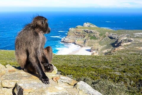 Cape Peninsula halvdagstur i Kapstaden