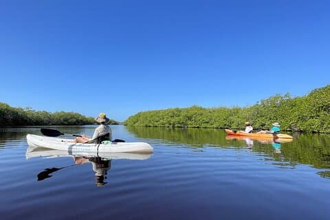 Kayaking in the Mangroves Experience